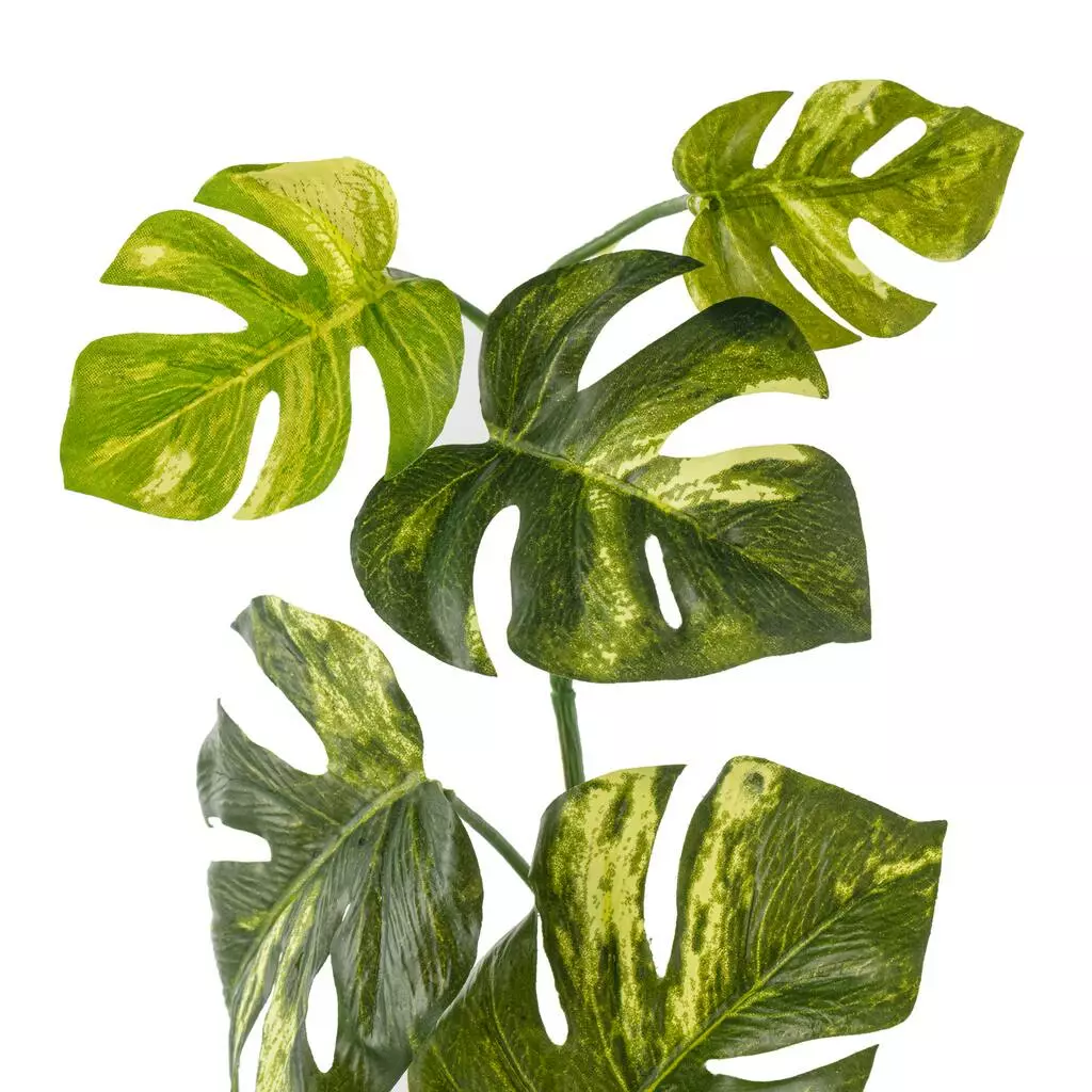 Best deal ❤️ 12 Pack: Split Hanging Philo Bush by Ashland® 🤩 7 Best deal ❤️ 12 Pack: Split Hanging Philo Bush by Ashland® 🤩 - Image 5