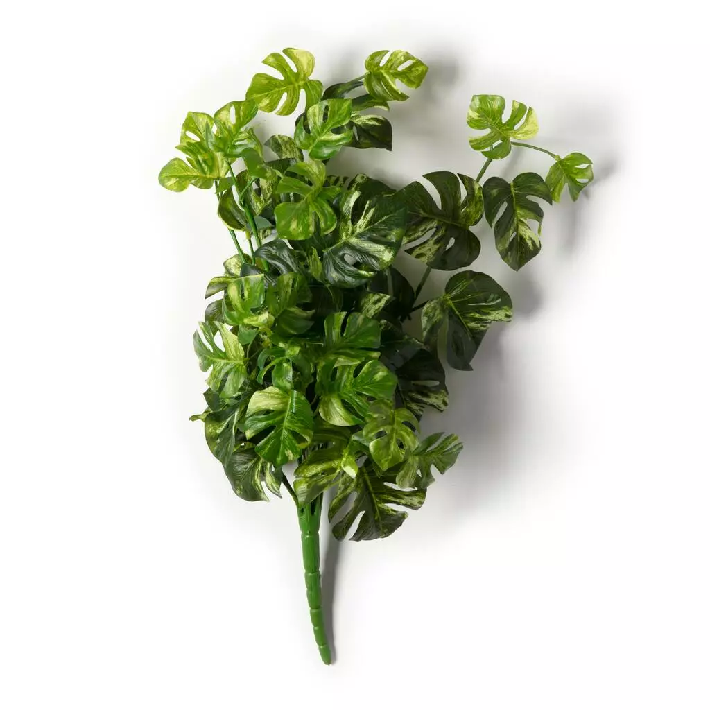 Best deal ❤️ 12 Pack: Split Hanging Philo Bush by Ashland® 🤩 5 Best deal ❤️ 12 Pack: Split Hanging Philo Bush by Ashland® 🤩 - Image 3