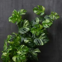 Best deal ❤️ 12 Pack: Split Hanging Philo Bush by Ashland® 🤩 10 Best deal ❤️ 12 Pack: Split Hanging Philo Bush by Ashland® 🤩 -Ashland Online Store MP547223 22