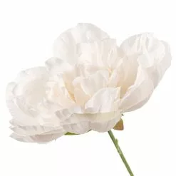 Cheapest ๐ฏ 12 Pack: Cream Peony Bush by Ashland® โ 9 Cheapest ๐ฏ 12 Pack: Cream Peony Bush by Ashland® โ -Ashland Online Store MP547348 20