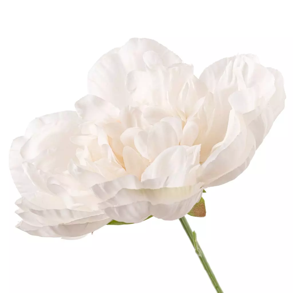 Cheapest ๐ฏ 12 Pack: Cream Peony Bush by Ashland® โ 5 Cheapest ๐ฏ 12 Pack: Cream Peony Bush by Ashland® โ - Image 3