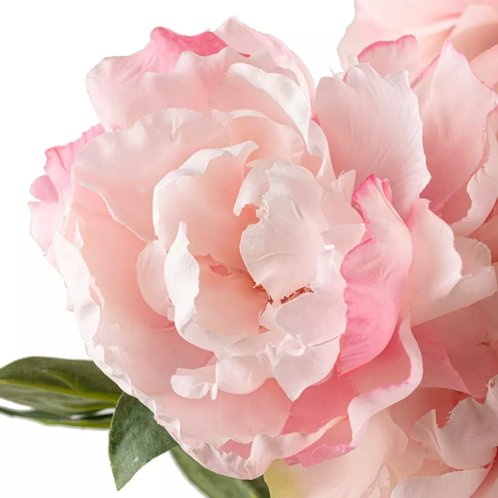 Best deal ✨ 12 Pack: Pink Peony Bush by Ashland® ❤️ 5 Best deal ✨ 12 Pack: Pink Peony Bush by Ashland® ❤️ - Image 3