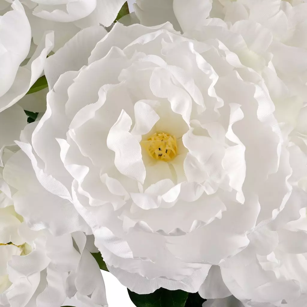 New ❤️ 12 Pack: White Peony Bush by Ashland® 🔥 4 New ❤️ 12 Pack: White Peony Bush by Ashland® 🔥 - Image 2