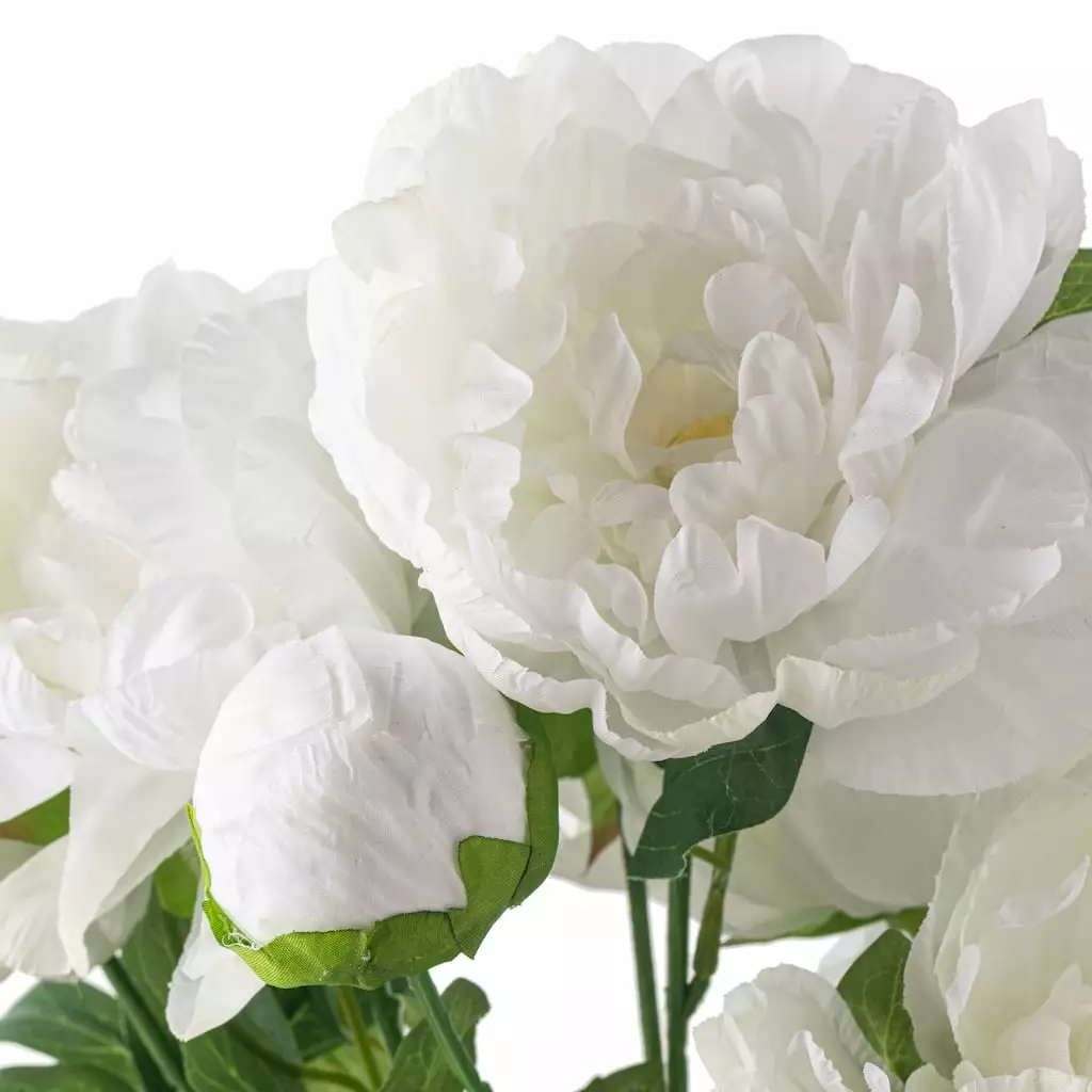 New ❤️ 12 Pack: White Peony Bush by Ashland® 🔥 6 New ❤️ 12 Pack: White Peony Bush by Ashland® 🔥 - Image 4