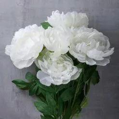 New ❤️ 12 Pack: White Peony Bush by Ashland® 🔥 9 New ❤️ 12 Pack: White Peony Bush by Ashland® 🔥 -Ashland Online Store MP547350 22