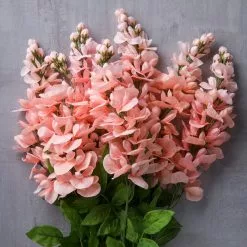 Best Sale 🛒 12 Pack: Coral Wisteria Bush by Ashland® 🤩 -Ashland Online Store MP547397 22