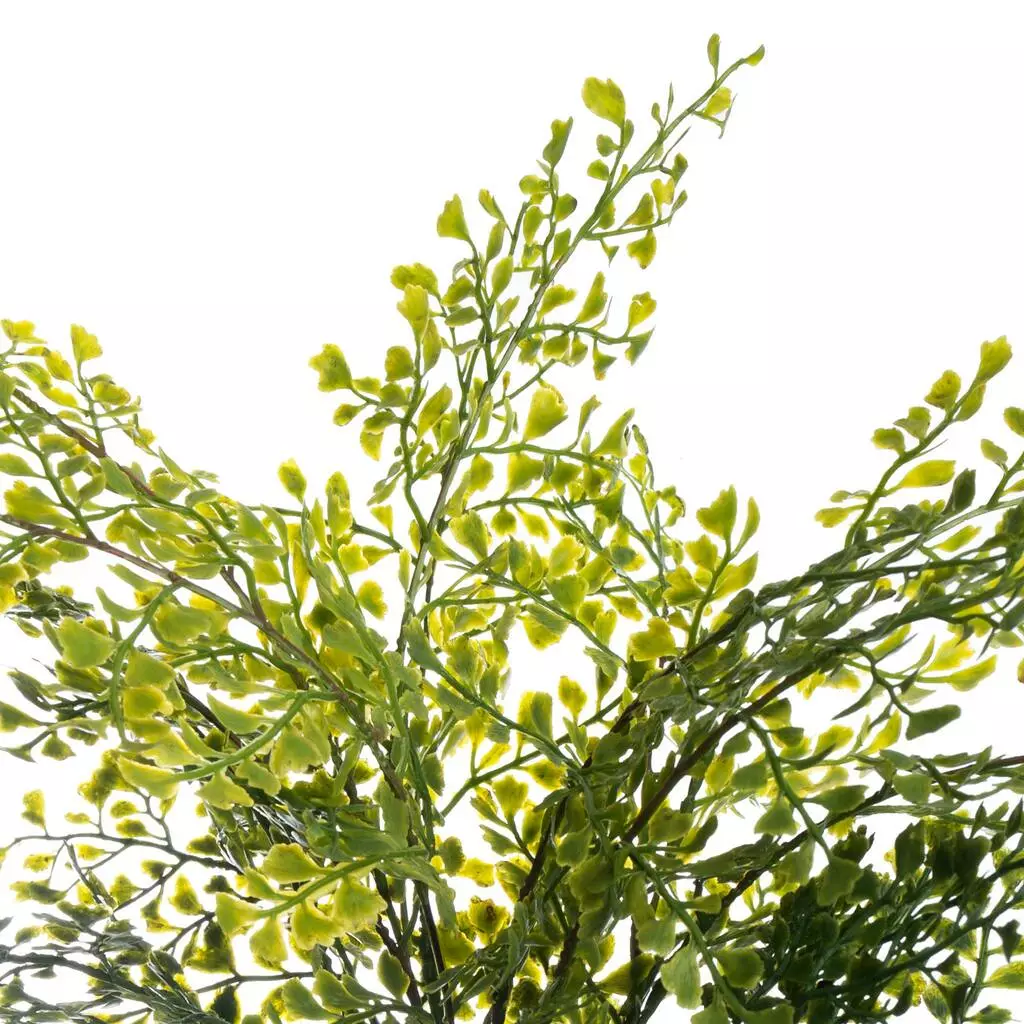 Buy ๐ฅ 12 Pack: Forest Fern Bush by Ashland® โ 4 Buy ๐ฅ 12 Pack: Forest Fern Bush by Ashland® โ - Image 2