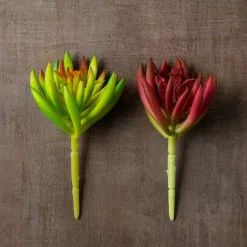 Best Sale ✨ 12 Pack: Assorted Succulent Pick by Ashland® 🧨 -Ashland Online Store MP547488 25