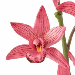 Best Pirce ⭐ 6 Pack: Mauve Boat Orchid Spray by Ashland® ✔️ -Ashland Online Store MP626413 20