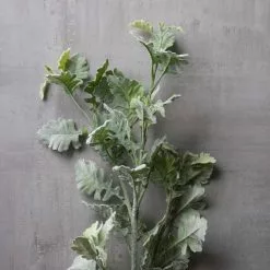 Best deal ๐ 6 Pack: Frosted Dusty Miller Spray by Ashland® ๐ 11 Best deal ๐ 6 Pack: Frosted Dusty Miller Spray by Ashland® ๐ -Ashland Online Store MP626451 22