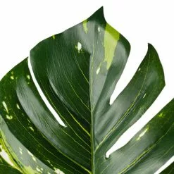 Best Pirce ✨ 12 Pack: Monstera Leaf Stem by Ashland® 🔔 -Ashland Online Store MP626467 20