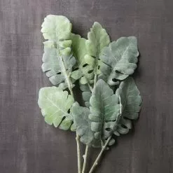 Best reviews of ✔️ 12 Pack: Green Dusty Miller Spray by Ashland® 🤩 -Ashland Online Store MP626483 22