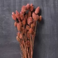 Cheap 🧨 6 Pack: Coral Poa Grass Bundle by Ashland® ⭐ -Ashland Online Store MP628612 22