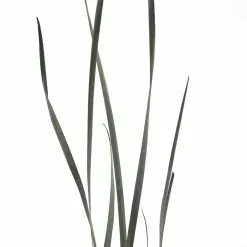 Cheapest โ 8 Pack: Green Magnolia Flax Grass Bundle by Ashland® ๐คฉ 11 Cheapest โ 8 Pack: Green Magnolia Flax Grass Bundle by Ashland® ๐คฉ -Ashland Online Store MP646374 20