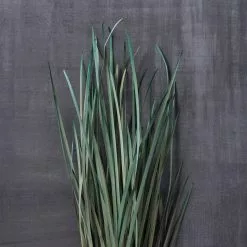 Cheapest โ 8 Pack: Green Magnolia Flax Grass Bundle by Ashland® ๐คฉ 10 Cheapest โ 8 Pack: Green Magnolia Flax Grass Bundle by Ashland® ๐คฉ -Ashland Online Store MP646374 22